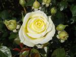 Klätterros Elfe, Rosa Elfe