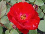 Die gefüllte, rote Blüte der Rose Dirigent ®