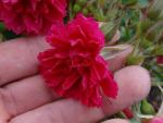 Rote Blüte von F. J. Grootendorst