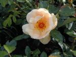 Die frühe, gelbe Blüte der Strauchrose Maigold