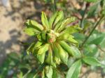 Rosa chinensis Viridiflora