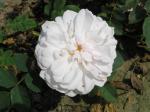 Gefüllte, weiße Blüte der Strauchrose Stanwell Perpetual