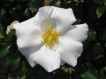 Halbgefüllte, weiße Blüte der Strauchrose White Haze