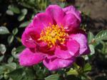 Zwergrose Bluenette®