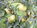 Apfelbaum Jonagold