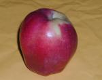 Äpple Gloster 69, Malus Gloster 69