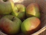 Äpple Ingol, Malus Ingol