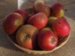 Äpple Ingrid Marie, Malus Ingrid Marie