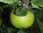 Äpple Goldparmäne, Malus Goldparmäne