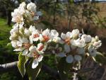 Boscs Flaschenbirne - weiße Blüten im Frühjahr