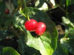 Alptry, Lonicera alpigena
