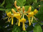 Lonicera tellmanniana