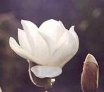 Prachtmagnolie, Yulan-Magnolie - weiße Blüte