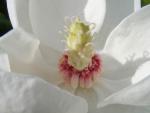 Duftende Sommermagnolie