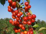 Zierapfel Professor Sprenger - leuchtend rote Früchte