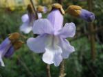 Blauglockenbaum, Kiribaum - blaue Blüte