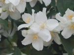 Philadelphus coronarius - Bauernjasmin, Pfeifenstrauch