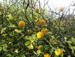 Poncirus trifoliata, citrontörne