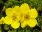 Potentilla fruticosa Goldfinger - Fingerstrauch Goldfinger