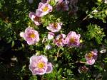 Potentilla fruticosa Pretty Polly, ölandstok Pretty Polly, rosa ölandstok