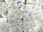 Weiße Blüten der Zwergkirsche Brilliant