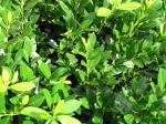 Prunus laurocerasus Mano, lagerhägg Mano