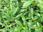 Kirschlorbeer Zabeliana - langes schmales Blatt