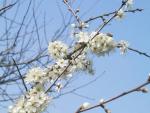 Prunus spinosa - Schlehe