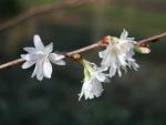 Hellrosa Blüten der Winterkirsche