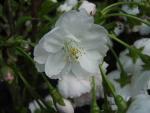 Gefüllte Frühlingskirsche in BLüte