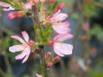 Rosa Blüten der Feuermandel
