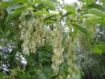 Behaarter Flügelstorax mit Blüten