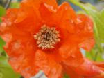 Die orange Blüte vom Granatapfel