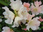 Alpenrose Gartendirektor Rieger