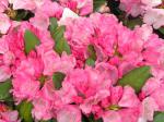 Alpenrose Polaris - rosarote Blüten