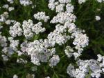 .Achillea millefolium White Beauty - Röllika White Beauty