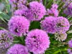 Die violetten Blüten des Zierlauch Millenium werden gerne von Hummeln besucht.