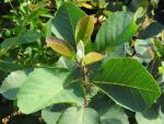 Laub der Amelanchier alnifolia Northline