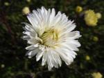Weiße Blüte der Glattblatt-Aster White Ladies