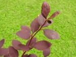 Rote Blätter der Gewöhnlichen Berberitze Atropurpurea
