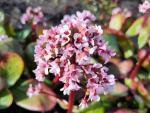hjärtbergenia Silberlicht, Bergenia cordifolia Silberlicht, vit hjärtbergenia