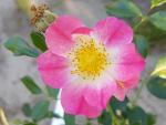 Rosa Bienenweide Bicolor, Ros Bienenweide Bicolor