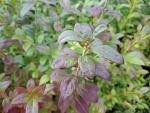 Blaubeere Jorma mit roter Herbstfärbung