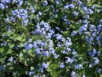 Kaukasus-Vergissmeinnicht Jack Frost - blaue Blüten