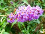 Buddleja davidii Ile de France, Buddleja Ile de France, Syrenbuddleja Ile de France, Fjärilsbuske Ile de France