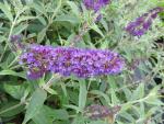 Blauviolette Blütenrispe des Sommerflieder Reve de Papillon Blue