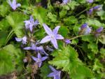 .Campanula poscharskyana Blauranke - Stjärnklocka Blauranke