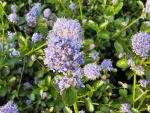 Blaue Blüten der Kriechende Säckelblume