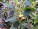 Cotoneaster integerrimus mit noch unreifen Beeren
