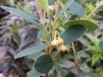 Vanligt oxbär, Cotoneaster integerrimus